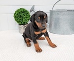 Small Photo #17 Doberman Pinscher Puppy For Sale in GOSHEN, IN, USA