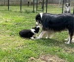 Small Photo #15 Australian Shepherd Puppy For Sale in SHALLOTTE, NC, USA