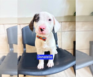 Mutt Dogs for adoption in Foristell, MO, USA