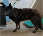 Small German Shepherd Dog Mix