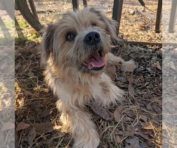 Medium Photo #1 Mutt Puppy For Sale in Vail, AZ, USA