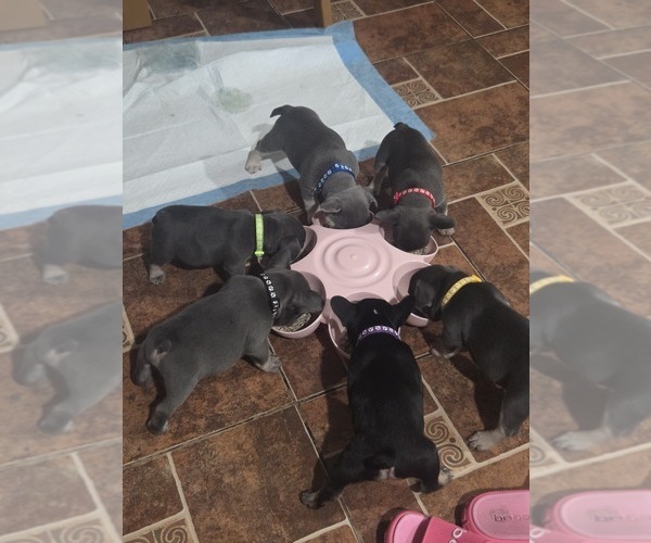 Medium Photo #1 French Bulldog Puppy For Sale in RIALTO, CA, USA