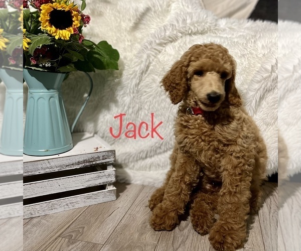 Medium Photo #2 Poodle (Standard) Puppy For Sale in CLEVER, MO, USA