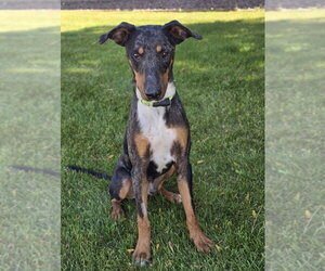 Star - Male Bluetick Coonhound-Doberman Pinscher Mix Dog for Adoption - Photo #4