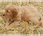 Small Photo #1 Golden Retriever Puppy For Sale in LANCASTER, WI, USA