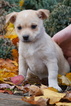 Small Photo #2 Jack Russell Terrier-Unknown Mix Puppy For Sale in FREDERICKSBG, OH, USA