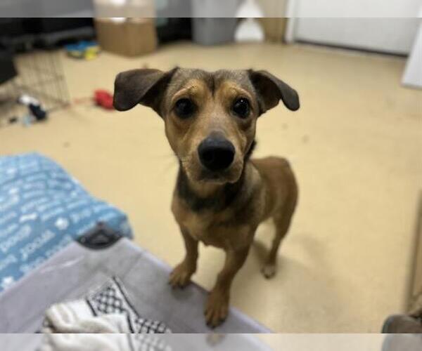 Medium Photo #1 Dachshund-Unknown Mix Puppy For Sale in Chula Vista, CA, USA