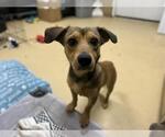 Small Dachshund Mix