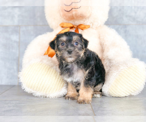 Morkie Puppy for sale in CLEVELAND, NC, USA