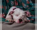 Small #25 American Pit Bull Terrier Mix
