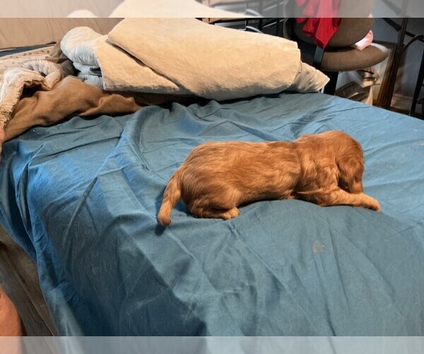 Medium Photo #2 Cavalier King Charles Spaniel Puppy For Sale in SAN LEANNA, TX, USA