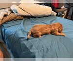 Small #1 Cavalier King Charles Spaniel