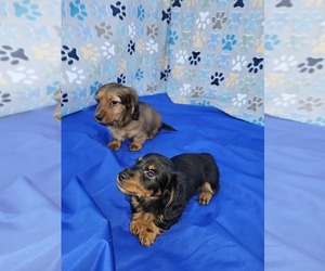 Dachshund Puppy for sale in HARKER HEIGHTS, TX, USA