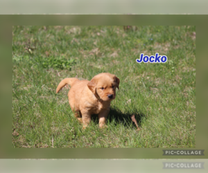 Golden Retriever Puppy for sale in MIDDLEBURG, PA, USA