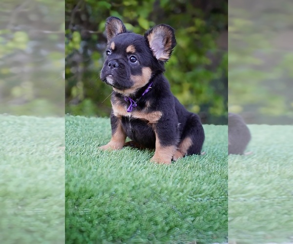 Medium Photo #12 French Bulldog Puppy For Sale in POMPANO BEACH, FL, USA