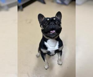 French Bulldog Dogs for adoption in Chula Vista, CA, USA