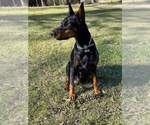 Small Photo #7 Doberman Pinscher Puppy For Sale in CONROE, TX, USA
