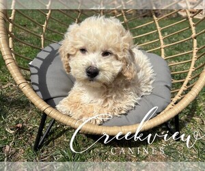 Medium Poochon