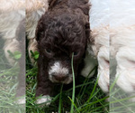 Small Photo #1 Lagotto Romagnolo Puppy For Sale in SCARSDALE, NY, USA