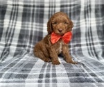 Small #1 Cockapoo (Miniature)