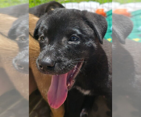 Medium Photo #8 German Shepherd Dog-Unknown Mix Puppy For Sale in Minneapolis, MN, USA