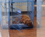 Small Cavapoo