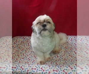Shih Tzu Puppy for sale in PATERSON, NJ, USA