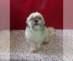 Small Shih Tzu