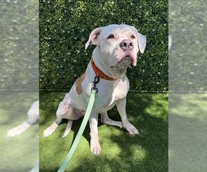IVORY - Female American Bulldog Dog for Adoption - Photo #4