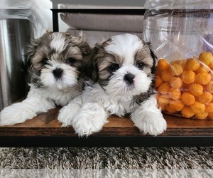 Shih Tzu Puppy for sale in FEDERAL WAY, WA, USA
