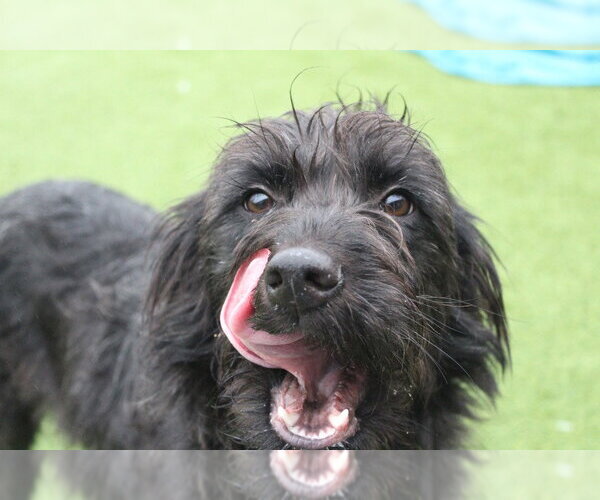 Medium Photo #4 Mutt Puppy For Sale in Chestertown, MD, USA