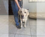 Small #2 Labrador Retriever