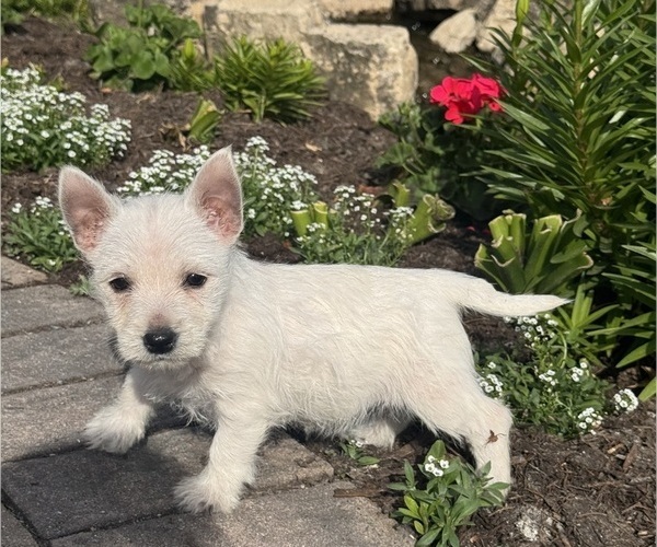 Medium Photo #3 West Highland White Terrier Puppy For Sale in CANOGA, NY, USA