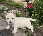 Small #2 West Highland White Terrier