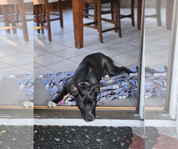 Medium Photo #9 Australian Kelpie-Unknown Mix Puppy For Sale in Rockaway, NJ, USA