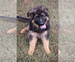 Small #4 German Shepherd Dog