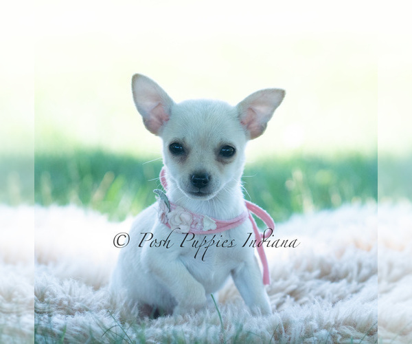 Medium Photo #99 Chihuahua Puppy For Sale in WARSAW, IN, USA