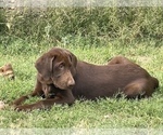 Small Photo #7 Labrador Retriever Puppy For Sale in BROWNS VALLEY, CA, USA
