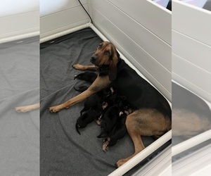 Mother of the Bloodhound puppies born on 03/30/2026