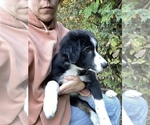Small Photo #3 Australian Shepherd Puppy For Sale in BELMONT, VT, USA