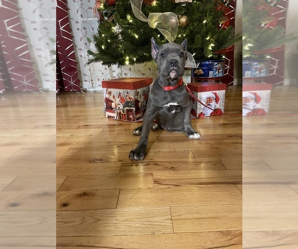 Medium Photo #2 Cane Corso Puppy For Sale in WATERBURY, CT, USA