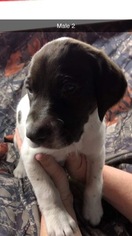 German Shorthaired Pointer Puppy for sale in BLOOMVILLE, NY, USA
