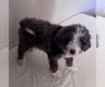 Small #1 Bernedoodle