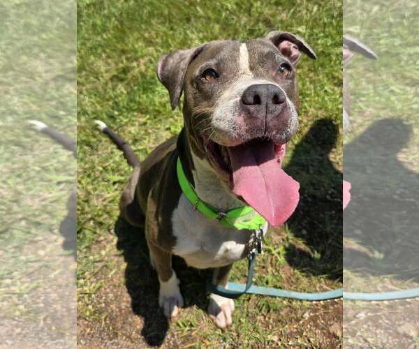 Medium Photo #3 Mutt Puppy For Sale in Shelburne, VT, USA