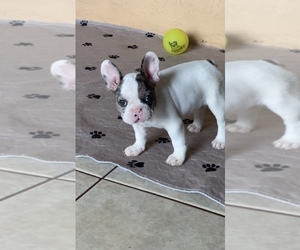 French Bulldog Puppy for sale in ZOLFO SPRINGS, FL, USA