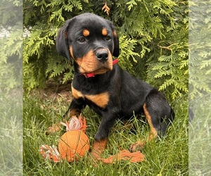 Rottweiler Puppy for sale in MIDDLEBURY, IN, USA