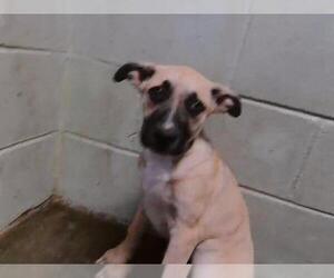 German Shepherd Dog Dogs for adoption in Tulsa, OK, USA