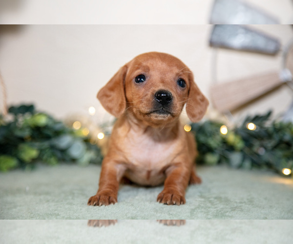 Medium Photo #2 Dachshund Puppy For Sale in NAPPANEE, IN, USA