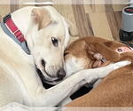 Small #2 Labrador Retriever Mix