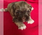 Small Photo #4 Havanese Puppy For Sale in JEFFERSON, GA, USA